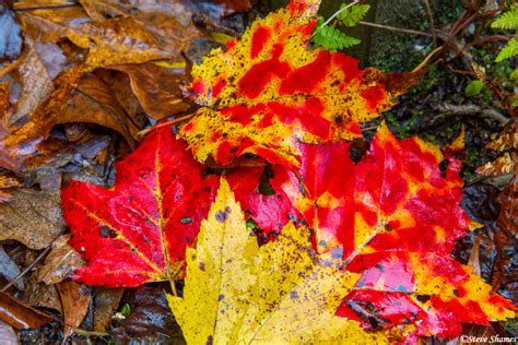 Colorful Leaves | North Georgia mountains | Steve Shames Photo Gallery