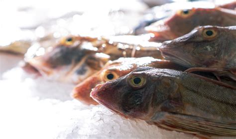 Types of fish in the North Sea - Preserving the North Sea