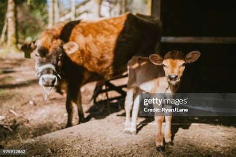 169 Jersey Cow And Calf Stock Photos, High-Res Pictures, and Images - Getty Images