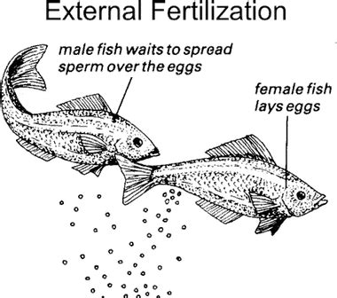 External Fertilization: Features, Advantages, Disadvantages and Examples