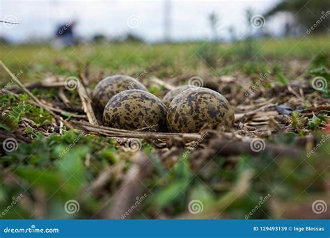 Australian Masked Lapwing Plover Nest and Eggs Stock Image - Image of olive, laid: 129493139