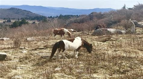 Hike to See Ponies at Grayson Highlands State Park