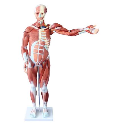 80CM HUMAN MUSCLE MODEL MALE (27 PARTS) - Ravi Scientific Industries