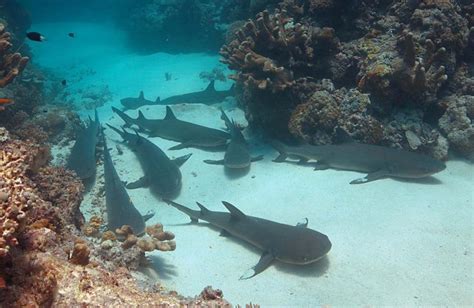 Tubbataha Reef: A Guide to Diving and Snorkeling » Shellwanders