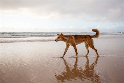 The Wildlife of Fraser Island (K'gari) - Fraser Island Realty