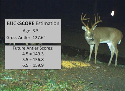 How to Score Bucks Using Trail Cameras - Bowhunter