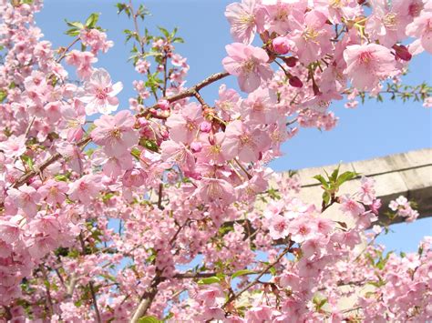 Gambar : ceri, musim semi, fukuoka, Jepang, mekar, berwarna merah muda, cabang, bunga sakura ...