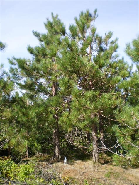 Norway Pine (Red Pine) Tree Facts, Identification, Habitat, Pictures