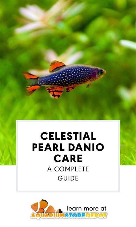 Celestial pearl danio care guide a comprehensive overview – Artofit