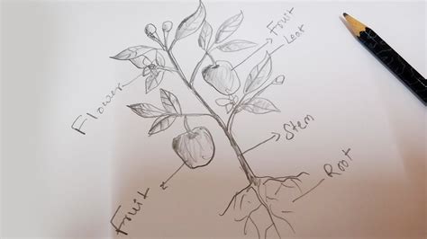 a pencil drawing of an apple tree with leaves and fruit labeled in the diagram below