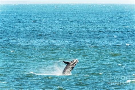 Southern Right Whale Breaching Photograph by THP Creative - Fine Art ...