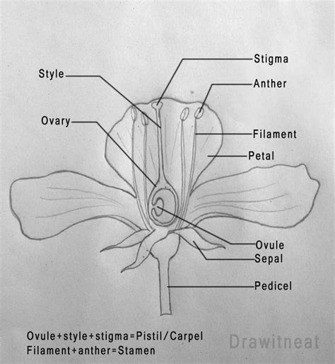 [DIAGRAM] Anacardiaceae Diagram Of The Flower Floral - MYDIAGRAM.ONLINE