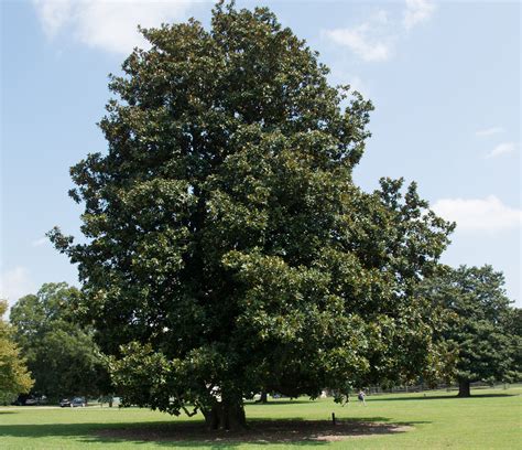 Magnolia grandiflora (Southern magnolia)