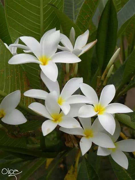 Plumeria Alba. | Flower garden, Plumeria, Tropical tree