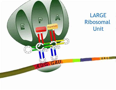 Protein Synthesis by Translation of mRNA Animation - YouTube