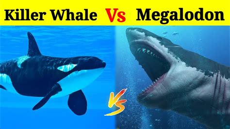 Megalodon Shark Vs Killer Whale