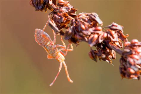 Bug Camouflage Stock Photos, Pictures & Royalty-Free Images - iStock