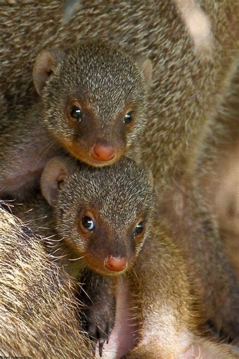 **Banded mongoose pups | Cute baby animals, Baby animals, Cute animals