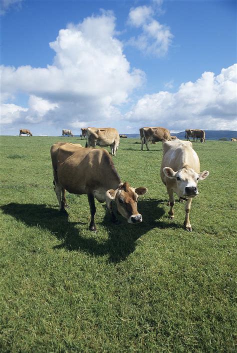 Jersey Cows Photograph by David Aubrey - Fine Art America