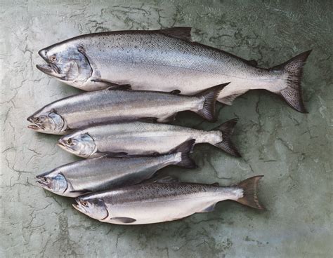 Guida all’acquisto del salmone fresco - Le ricette de La Cucina Italiana