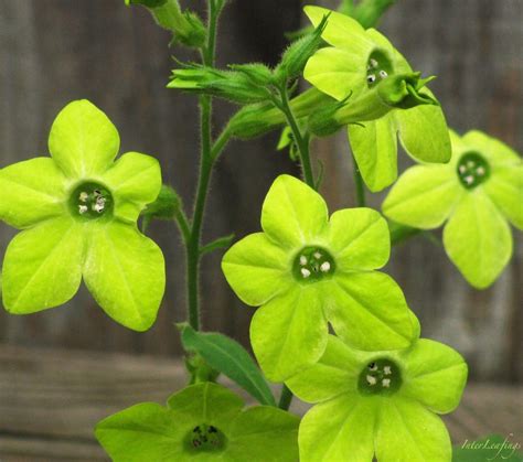 Nicotiana Seeds Lime Green Nicotiana Alata Lime Green