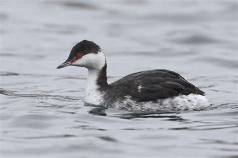 Small Diving bird ID - Identify this - Wildlife - The RSPB Community