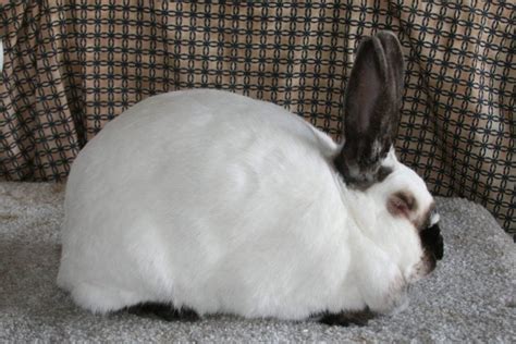 Californian Rabbit – Breed Rabbits