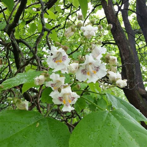 The Catawba tree hosted two red tailed hawk fledglings and now the tree is blooming. | Catawba ...