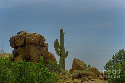 Sahuaro Cactus-Signed-#2072 Photograph by J L Woody Wooden - Fine Art ...