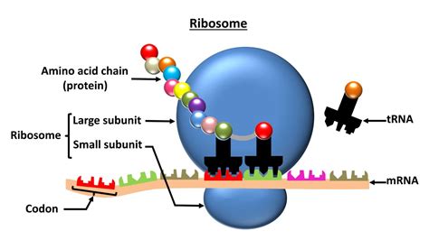 Cell Organelles - The Complete Guide - CBSE Class Notes Online - Classnotes123