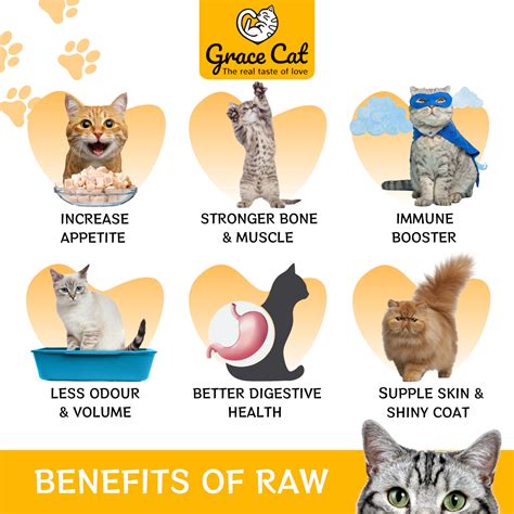 GraceFull RAW - Freeze-dried Cod Fish 80g - Grace Cat