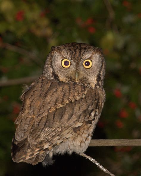 Birds: Eastern Screech-Owl