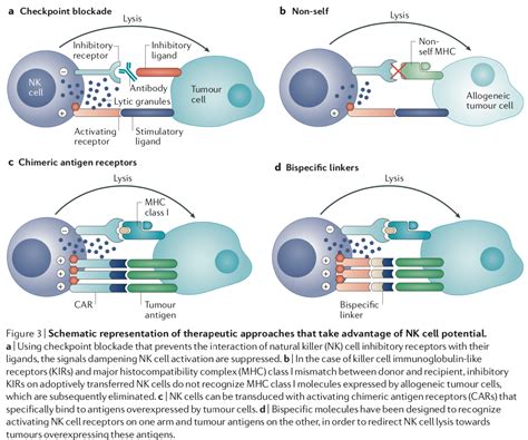 Natural Killer Cell Cells At Work