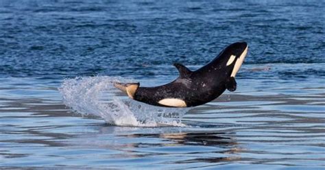 B.C. Orca Baby Shows Off Near Vancouver Island