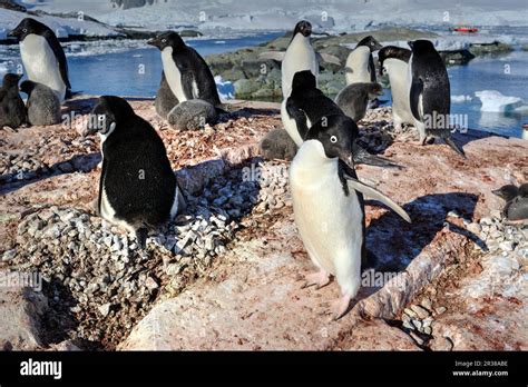 Adélie penguin breeding colony in Antarctica Stock Photo - Alamy