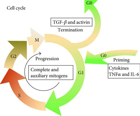 The outline of liver regeneration process. | Download Scientific Diagram