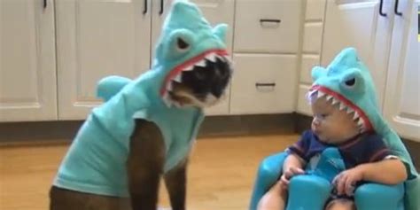 Roomba-Riding Shark Cat Faces Off With Baby In Shark Costume | HuffPost