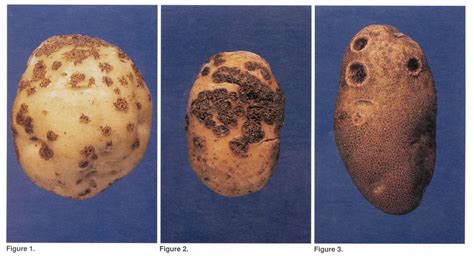 Potato Scab | Cornell Vegetables