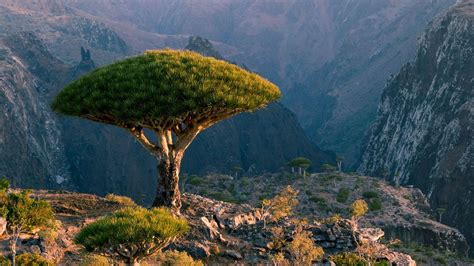 The hermit of Socotra Island - BBC Travel