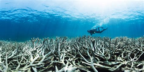 Great Barrier Reef Faces Climate Threats | TIME