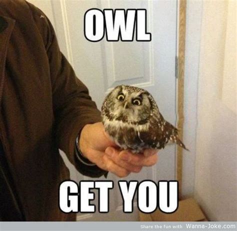 Owl Puns