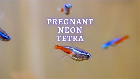 Is My Neon Tetra Pregnant? All About Neon Tetras Breeding