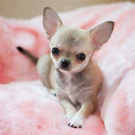 17 Interesting Facts About Chihuahua Puppies! - Furry Babies