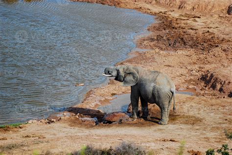 Elephant by the waterhole 4463855 Stock Photo at Vecteezy