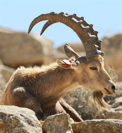 an animal with long horns is sitting on some rocks