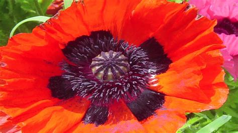 Gardening Lessons : Different Types of Poppy Plants - YouTube