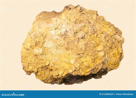 A Piece of Fossilized Limestone with Yellow Nummulites on a White Background. Paleontology Stock ...