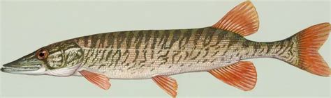 How Big Do Redfin Pickerel Get? – Northern Pike Fishing Tips