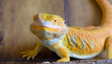 Types of Bearded Dragons » View Different Types, Colors, & Species