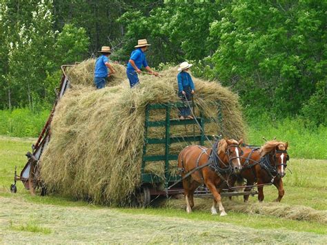 Hay Ride | Amish culture, Amish, Amish farm